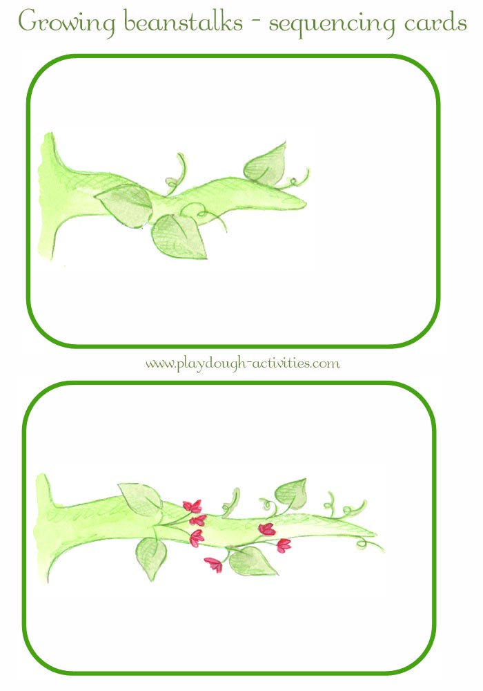 beanstalk sequence cards - leaves and flowers - plant lifecycle resources