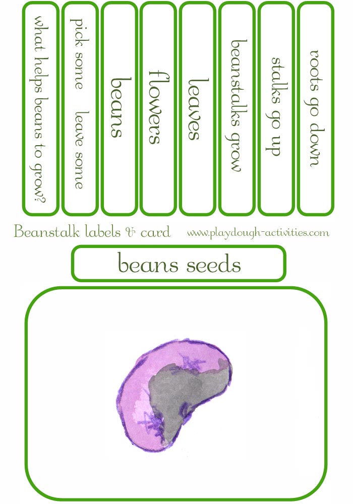 Runner bean lifecycle stages - labels and flashcards for preschool sequencing activities