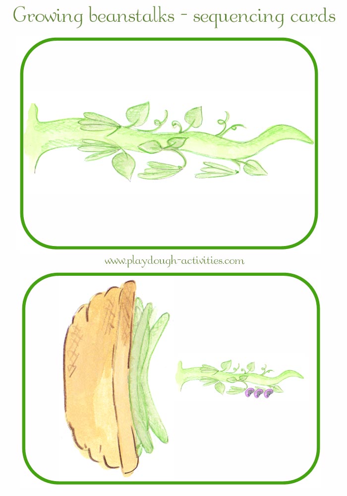 Harvesting picking runner beans - growing lifecycle sequence flash cards
