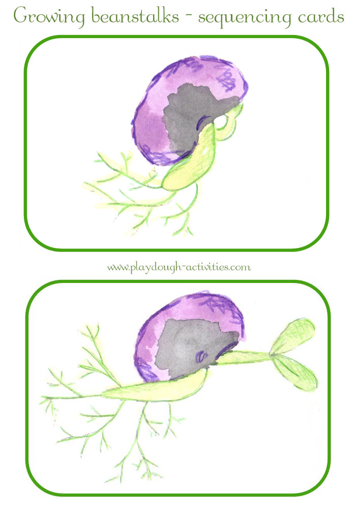 Runner bean seed germination sequence cards - preschool  activities for spring
