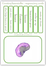 Growing beanstalks - sequencing cards for preschool learning