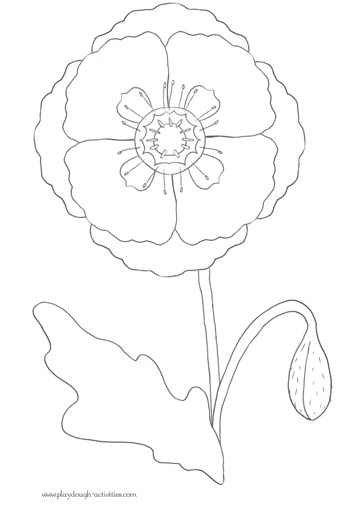 Poppy picture black white line drawing printable  - flower themed illustration activity sheet