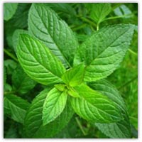 Buy fresh mint plants on Amazon.co.uk