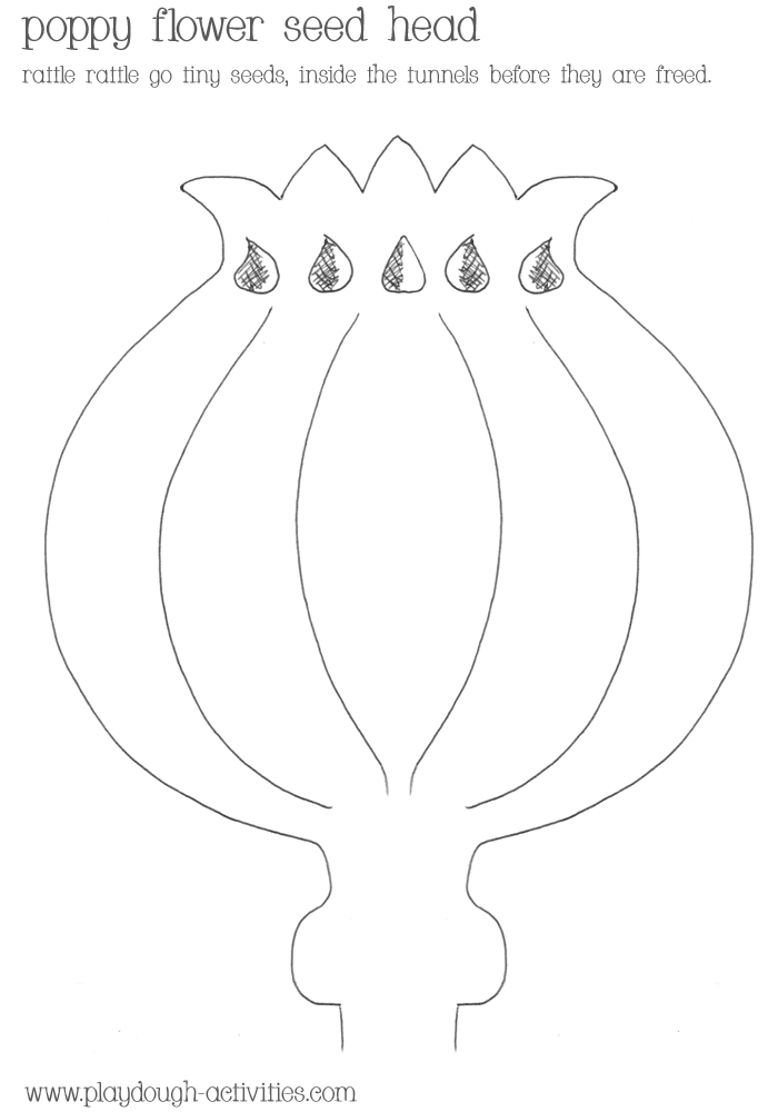 Poppy seed head outline template - colouring picture