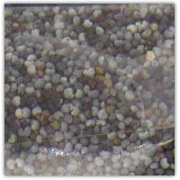 Buy poppy seeds on Amazon.co.uk