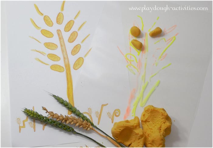 Wheat tracing picture and playdough grain modelling