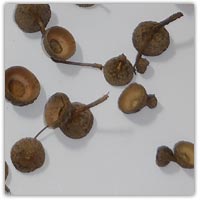 Acorn cups or caps - buy on amazon.co.uk