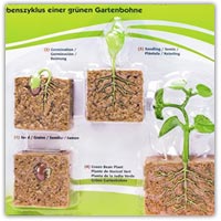 Buy plastic bean plant lifecycle models on amazon.co.uk