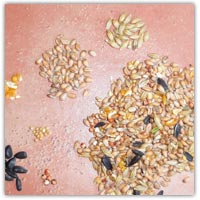 Buy bird seed to sort and feed from Amazon.co.uk