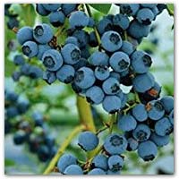 Buy blueberry plants to grow your own fruits on amazon.co.uk