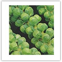 Buy brussel sprout seeds on amazon.co.uk