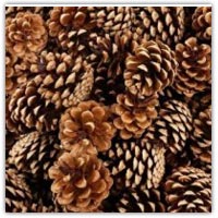 Fir pine cones for playdough activities