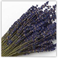 Buy lavender sprigs on Amazon.co.uk