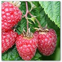 Buy raspberry cane to grow your own fruit on amazon.co.uk