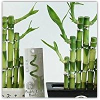 Buy real growing bamboo stems on Amazon.co.uk