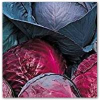 Buy red cabbage seeds to grow your own on amazon.co.uk