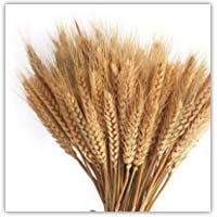 Buy ears of corn and wheat on Amazon.co.uk