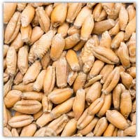 Buy wheat seed on Amazon.co.uk