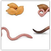 Buy worm lifecycle play figures on amazon.co.uk